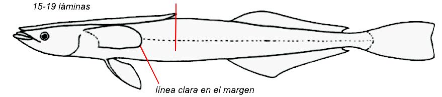 Remora osteochir_01.jpg